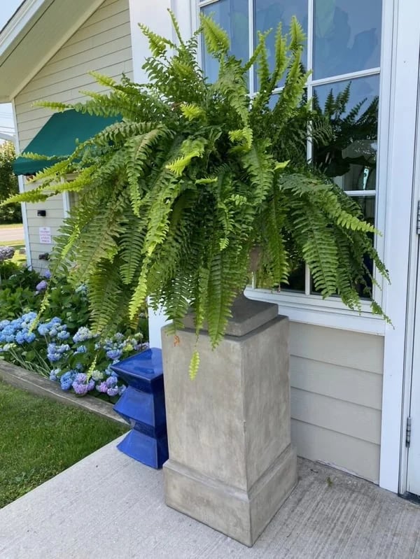 Siste dag 75% avslag - Realistisk UV-bestandig kunstig Boston Fern/Last Day 75% Off - Realistic UV Resistant Artificial Boston Fern