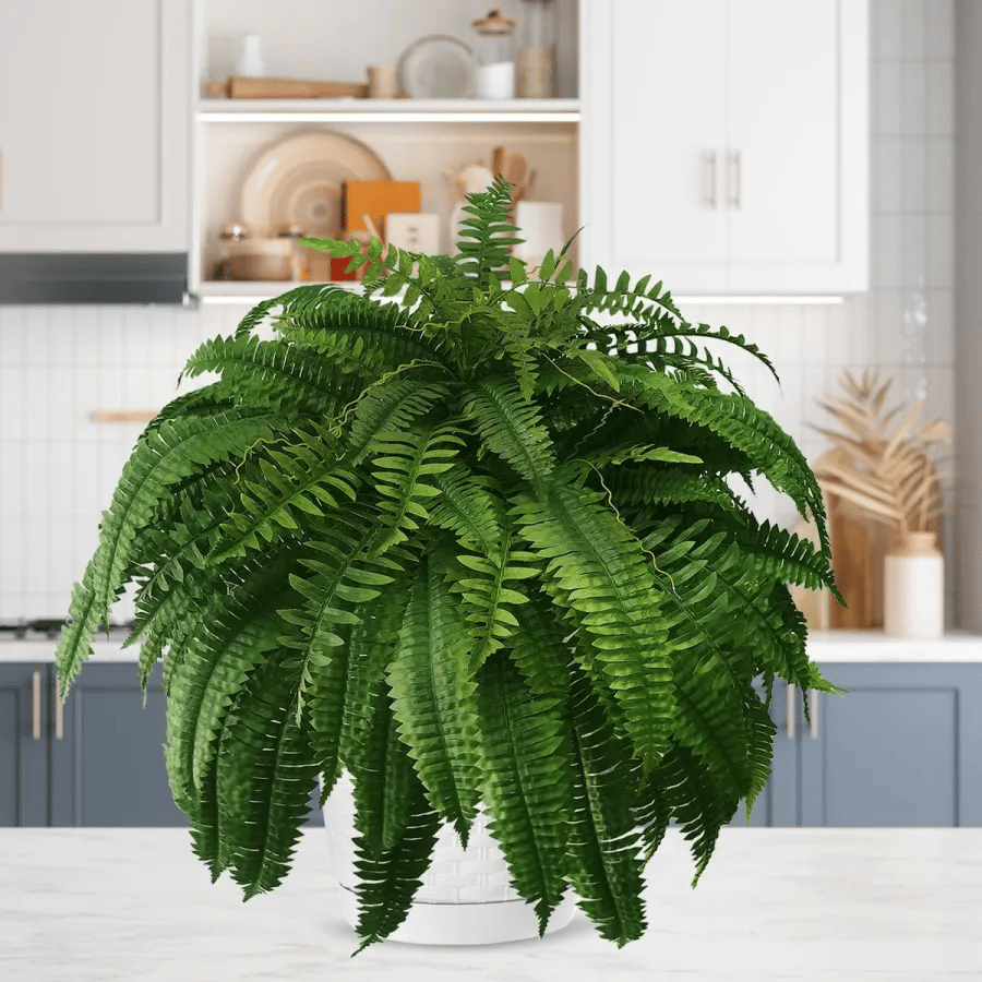 Siste dag 75% avslag - Realistisk UV-bestandig kunstig Boston Fern/Last Day 75% Off - Realistic UV Resistant Artificial Boston Fern