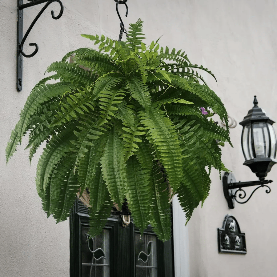Siste dag 75% avslag - Realistisk UV-bestandig kunstig Boston Fern/Last Day 75% Off - Realistic UV Resistant Artificial Boston Fern