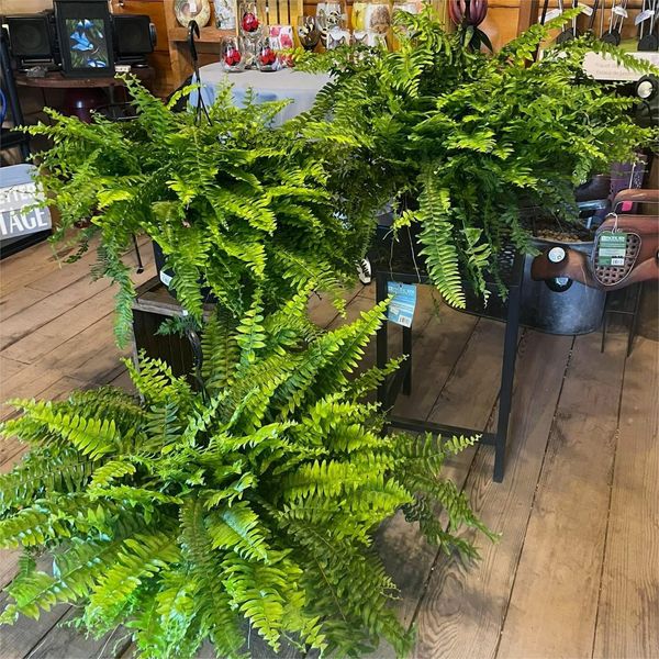 Siste dag 75% avslag - Realistisk UV-bestandig kunstig Boston Fern/Last Day 75% Off - Realistic UV Resistant Artificial Boston Fern